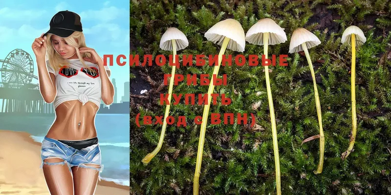 Псилоцибиновые грибы Psilocybe  Каргат 